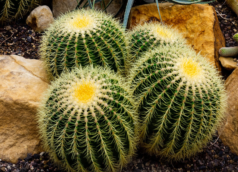How to Grow Echinocactus – Barrel Cactus
