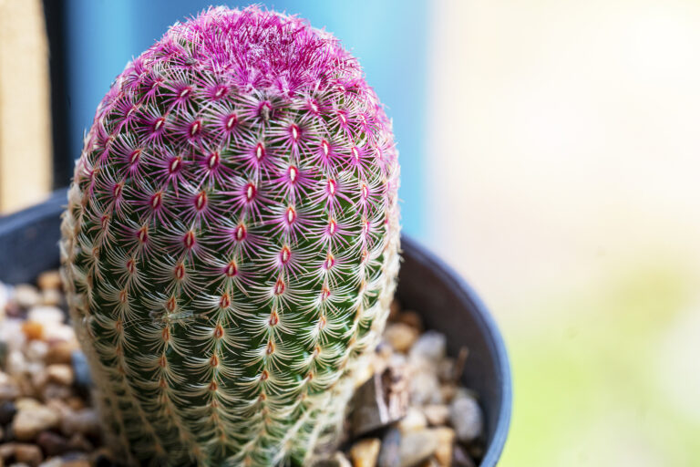 How to Grow Echinocereus – Rainbow Cactus