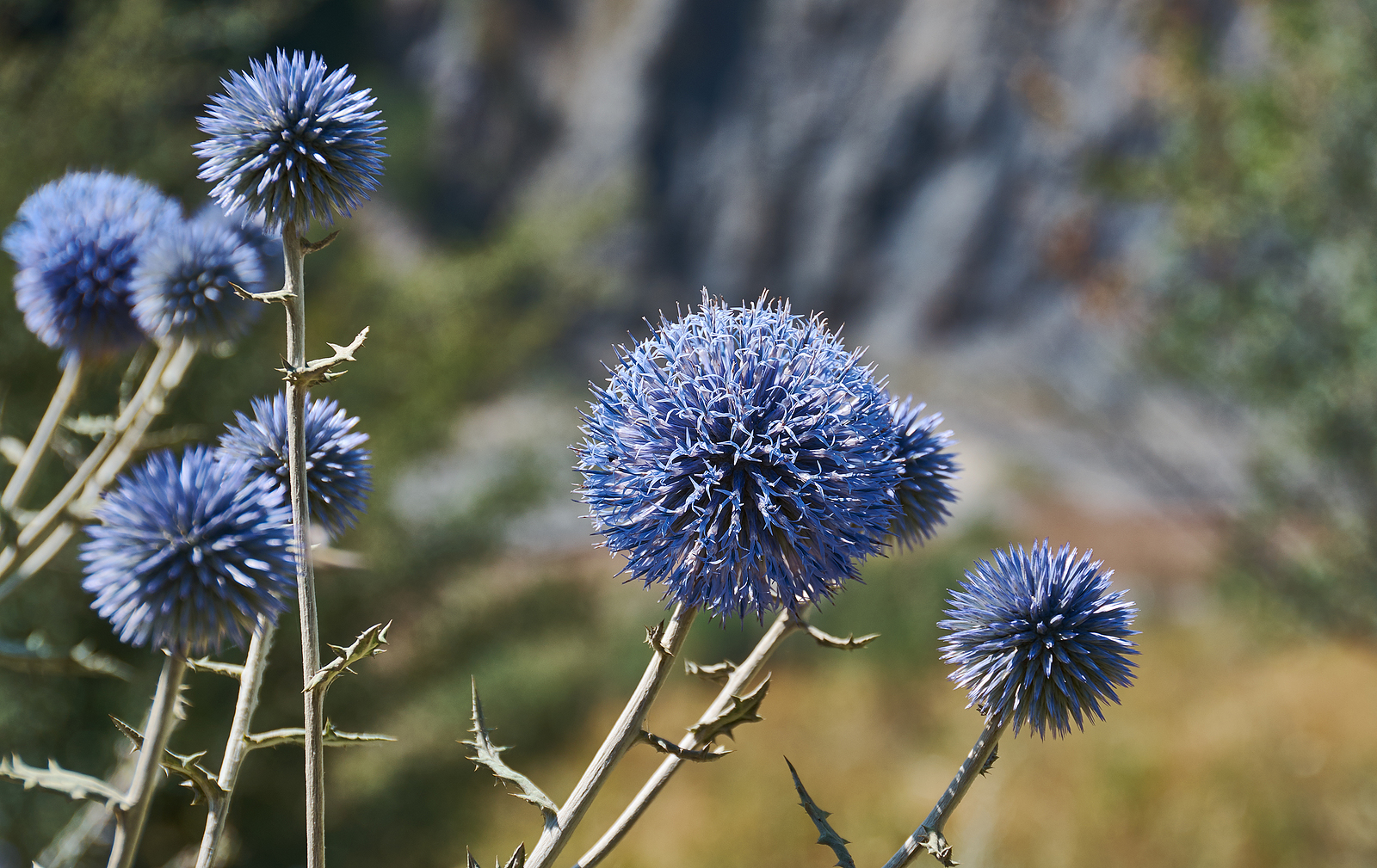 Echinops 