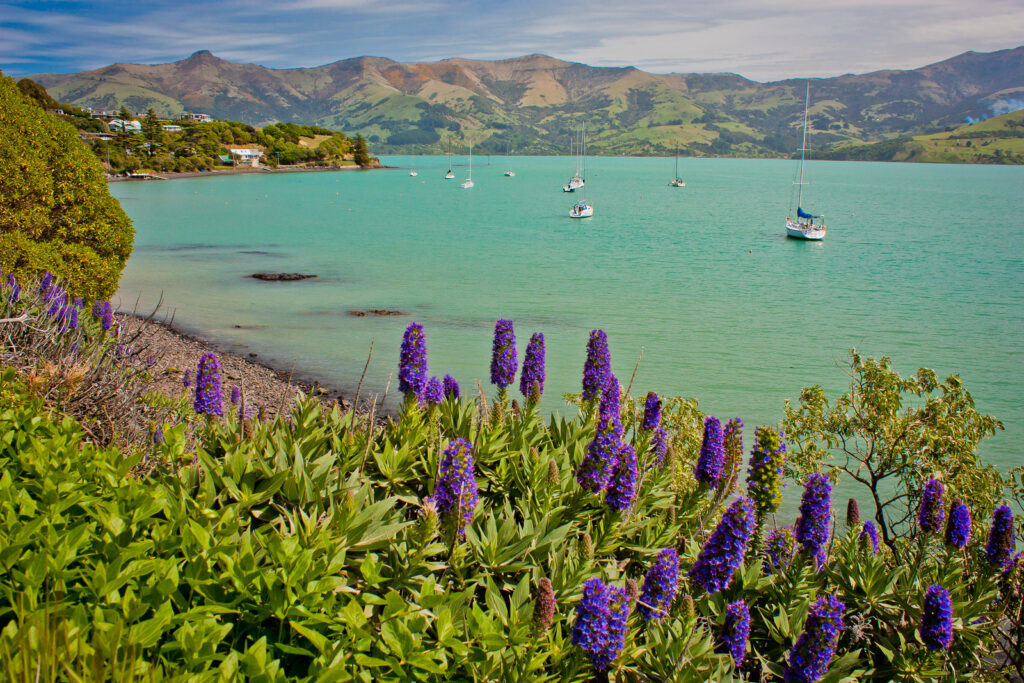Echium grows in a seaside garden.