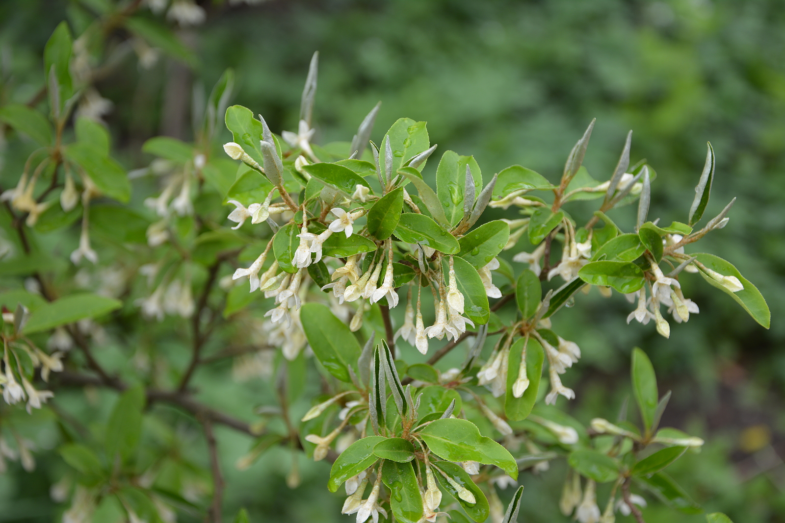 Elaeagnus umbellata.