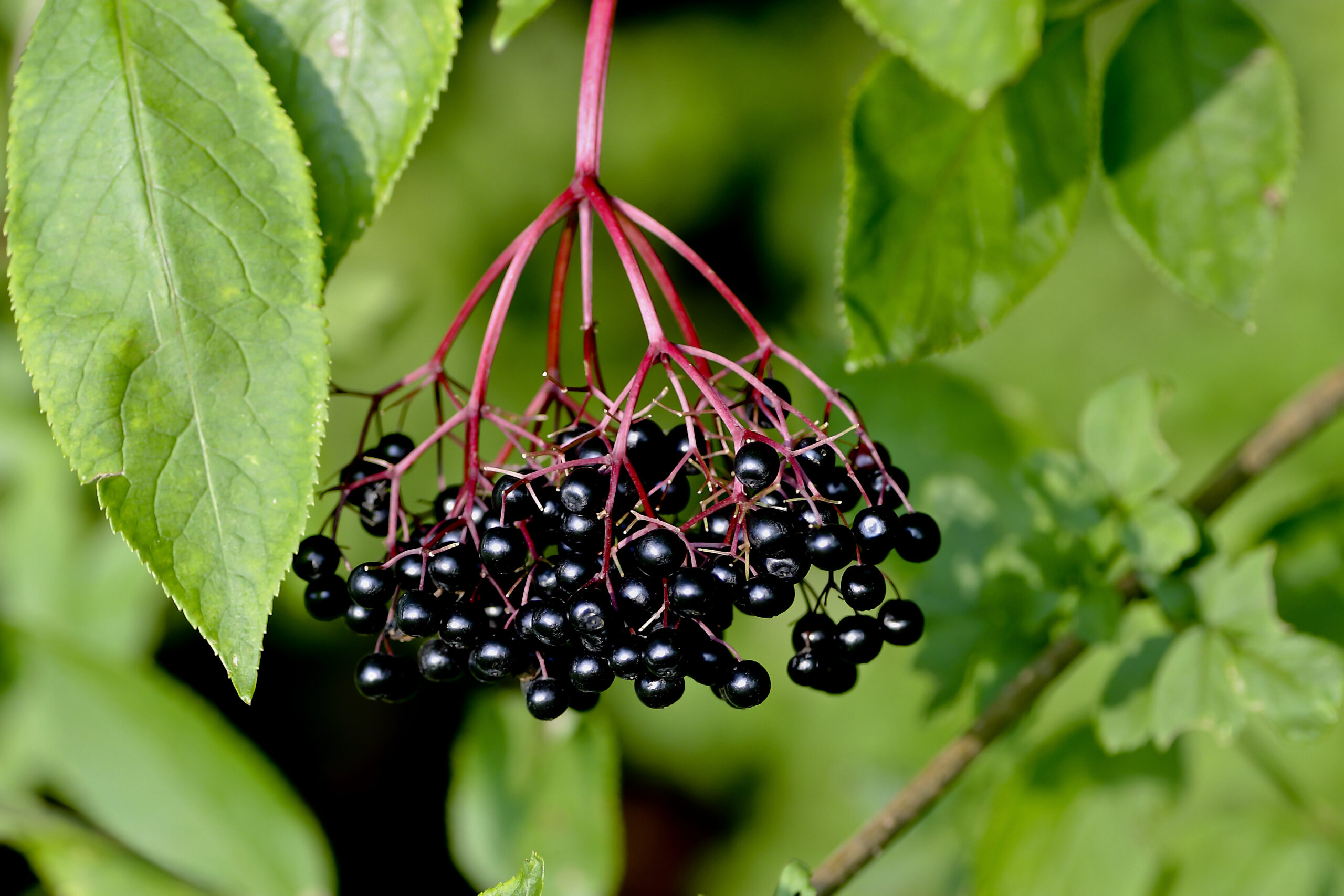 Ripe berries of black elderberry (Sambucus)