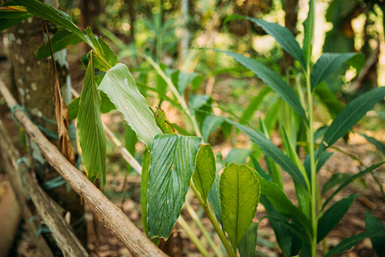 How to Grow Cardamon — Elettaria