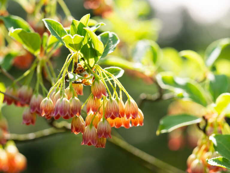 How to Grow Enkianthus