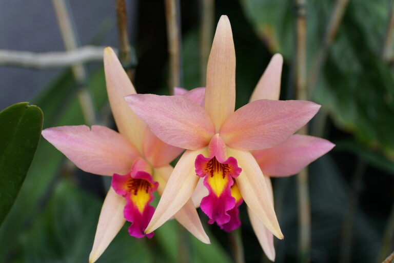 How to Grow Buttonhole Orchid — Epidendrum