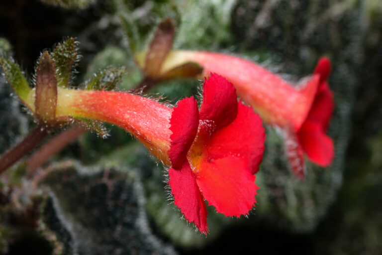 How to Grow Flame Violet — Episcia