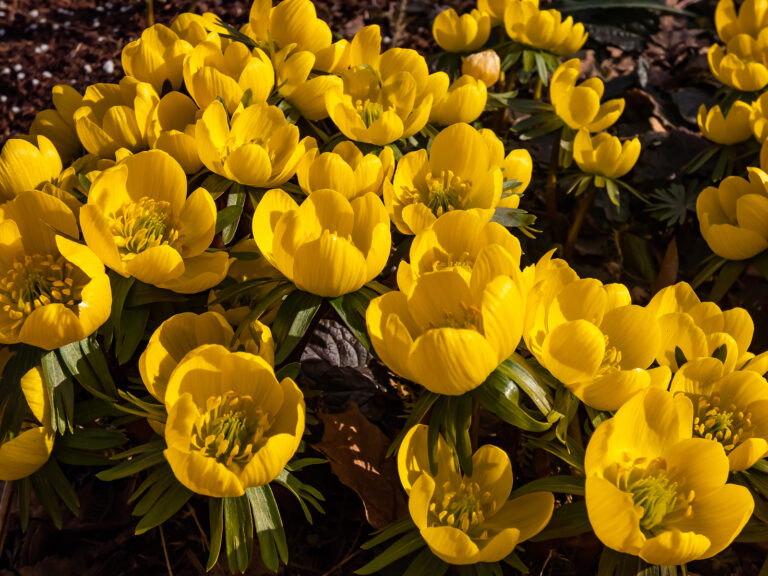 How to Grow Winter Aconites — Eranthis