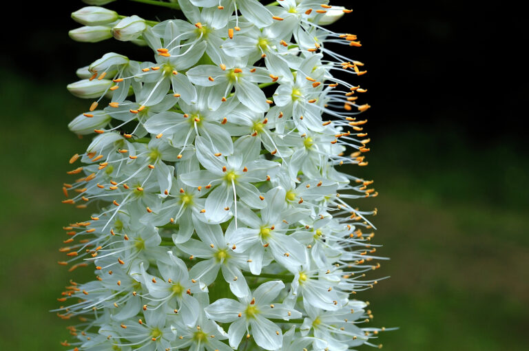 How to Grow Foxtail Lily — Eremurus