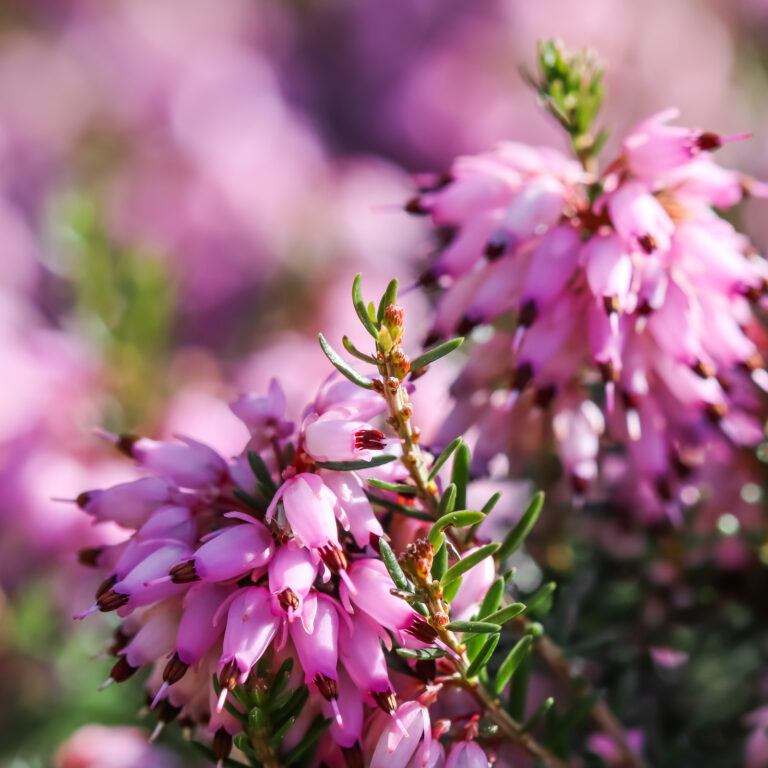 How to Grow Erica – Heath