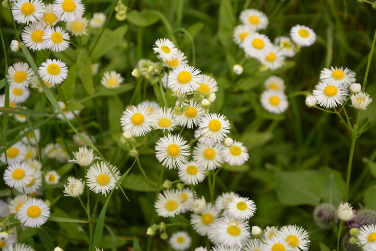 How to Grow Fleabane — Erigeron