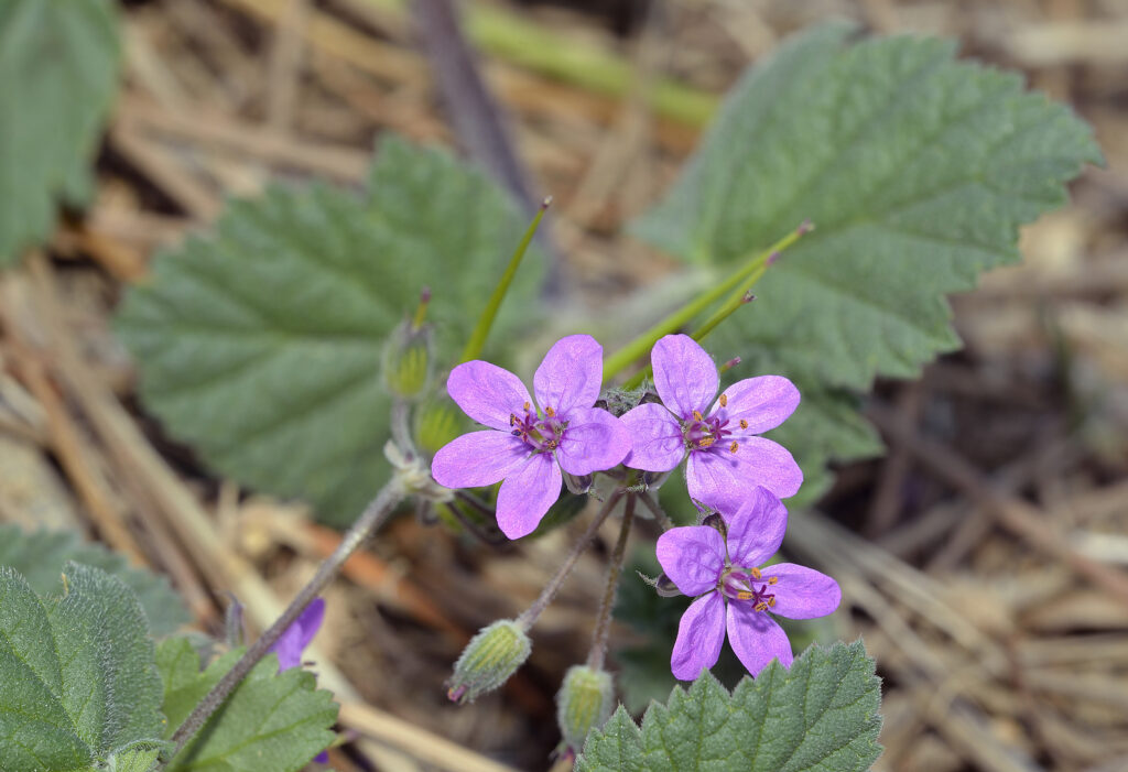 How to Grow Erodium - Cranesbill