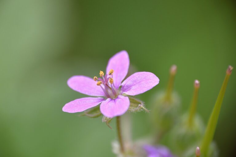 How to Grow Cranesbill — Erodium