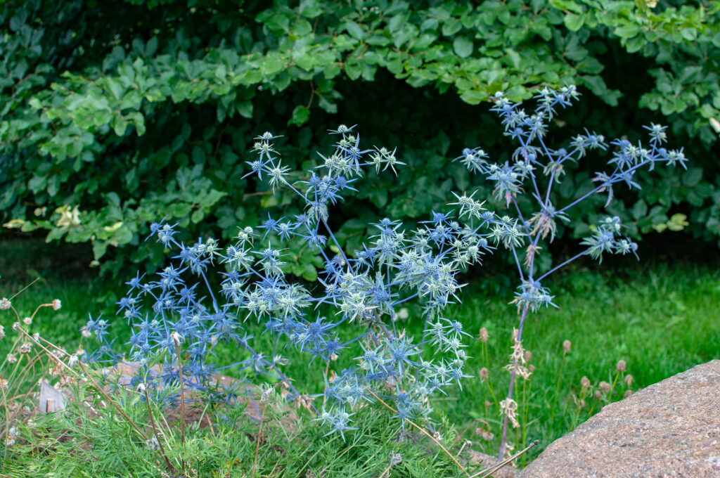 How To Grow Eryngium Sea Holly