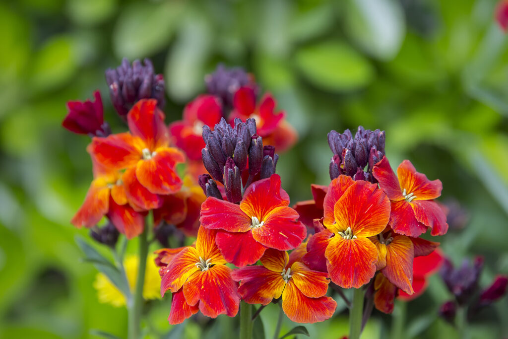 How to grow wallflowers or erysimum for spring to summer colour