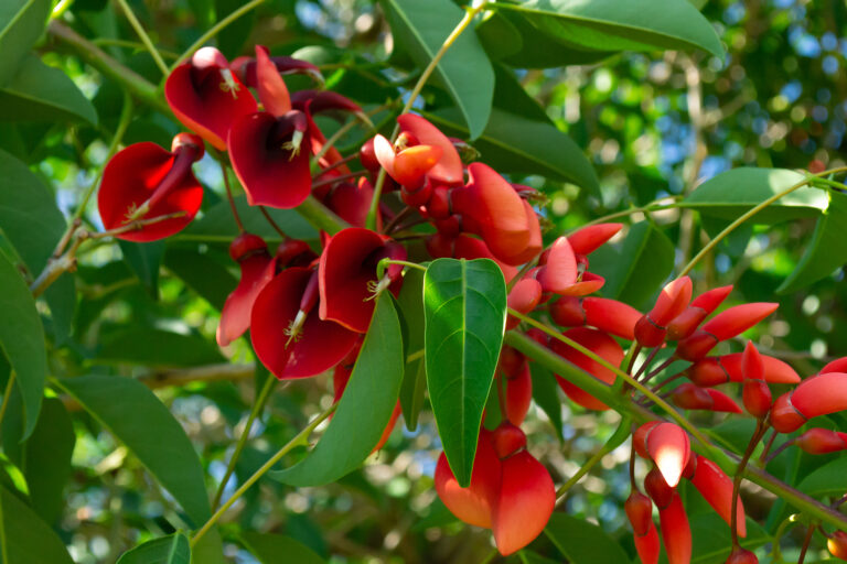 How to Grow Coral Tree – Erythrina