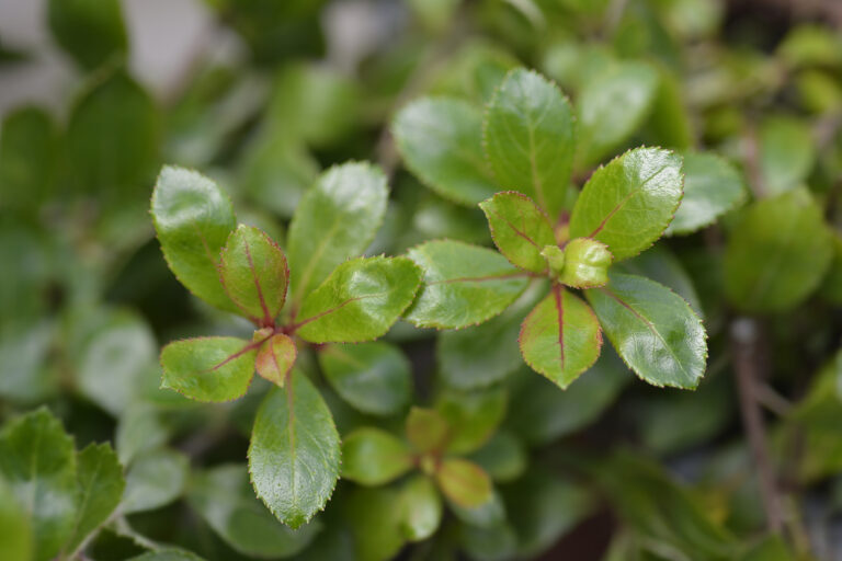 How to Grow Escallonia