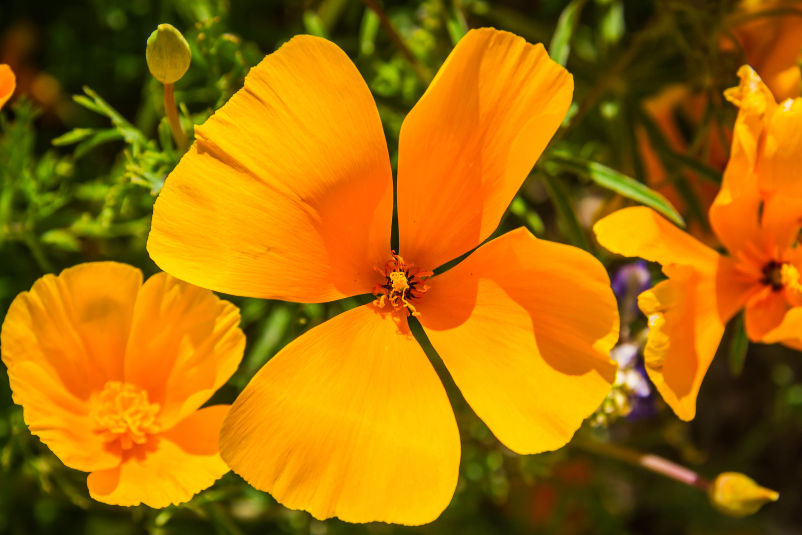 California poppy