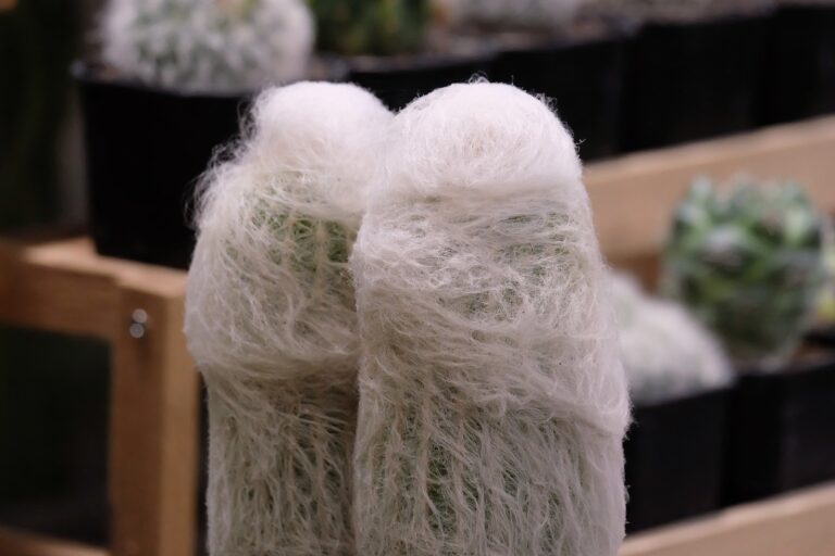How to Grow Espostoa – Cottonball Cactus