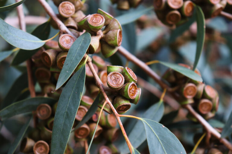 How to Grow Blue Gum – Eucalyptus