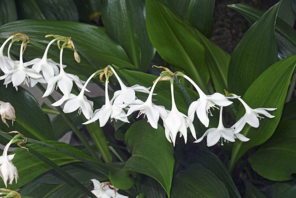 Amazon lily flowers, Eucharis amazonica