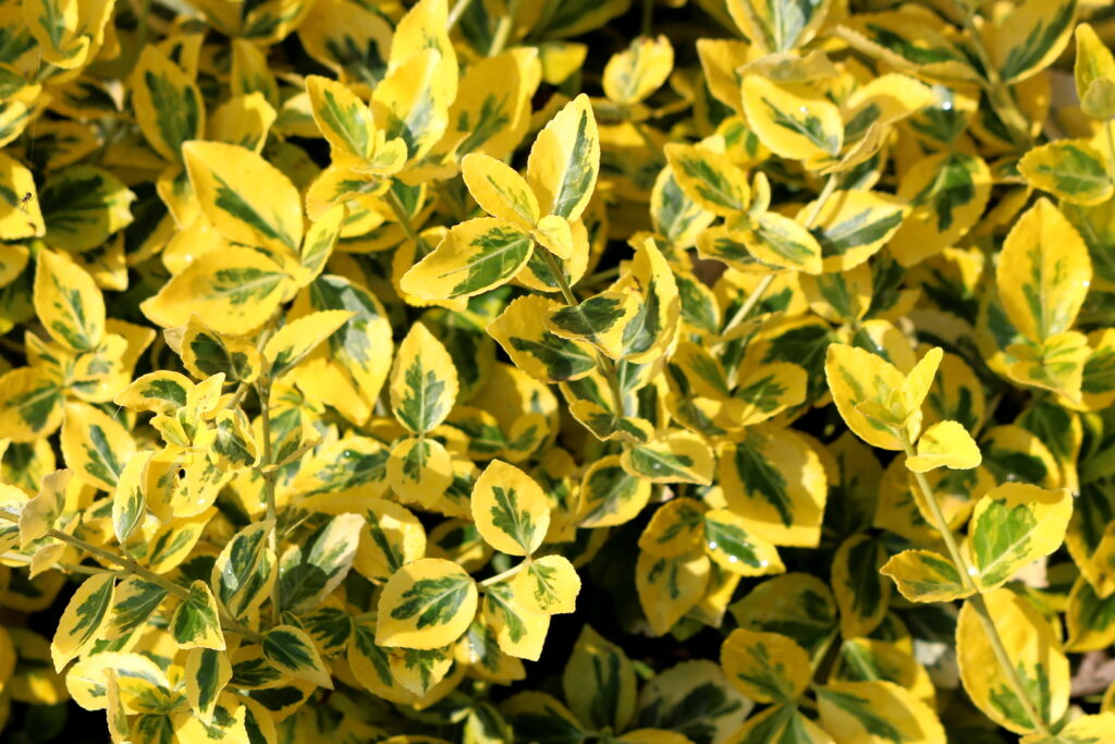 How to Grow Euonymus