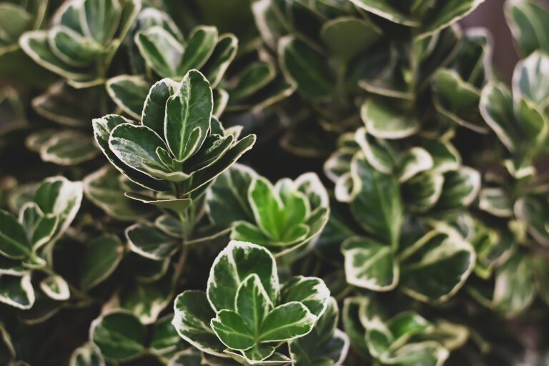 How to Grow Euonymus
