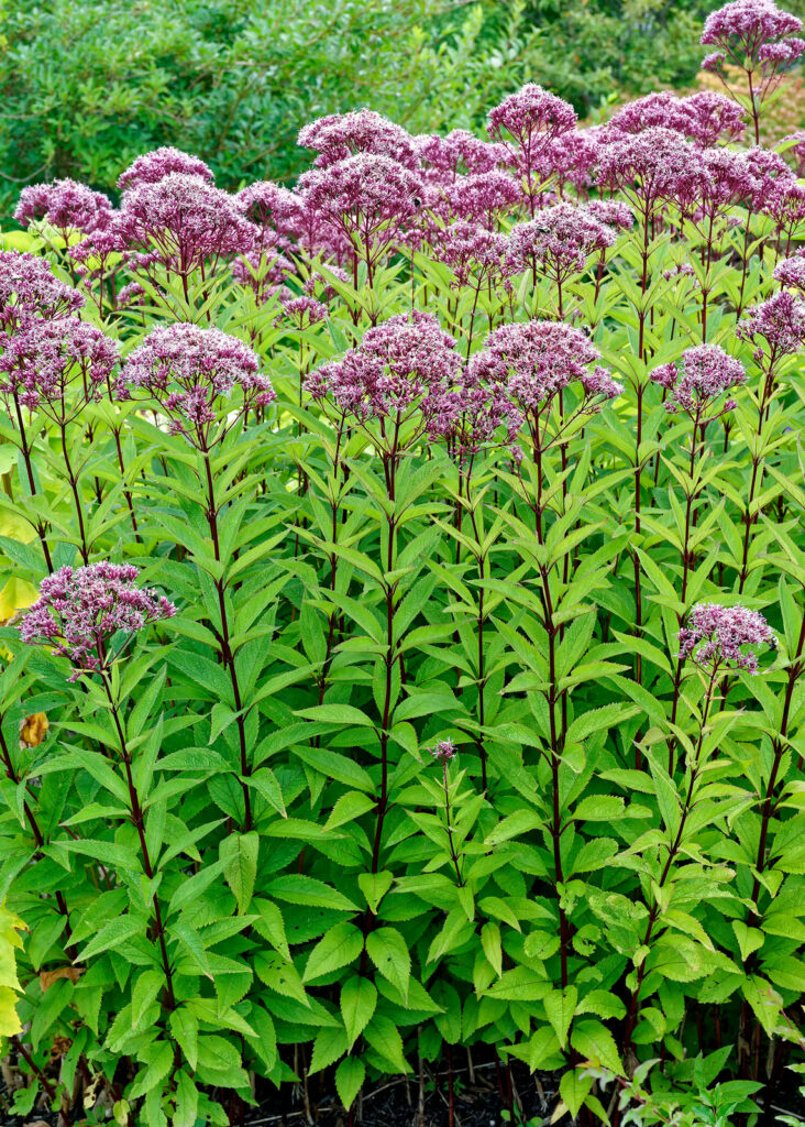 A thick stand of Joe Pye weed, a wildflower native to Canada and the United States.