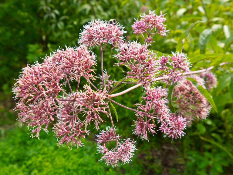How to Grow Joe-Pye Weed — Eupatorium