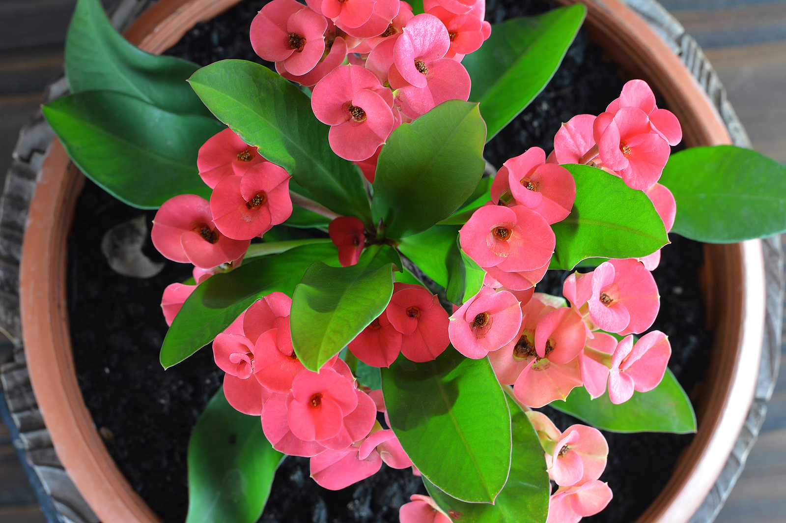 Euphorbia milii
