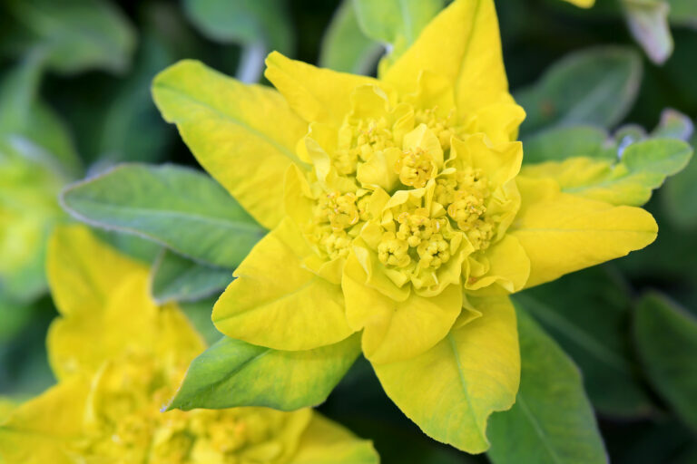 How to Grow Euphorbia