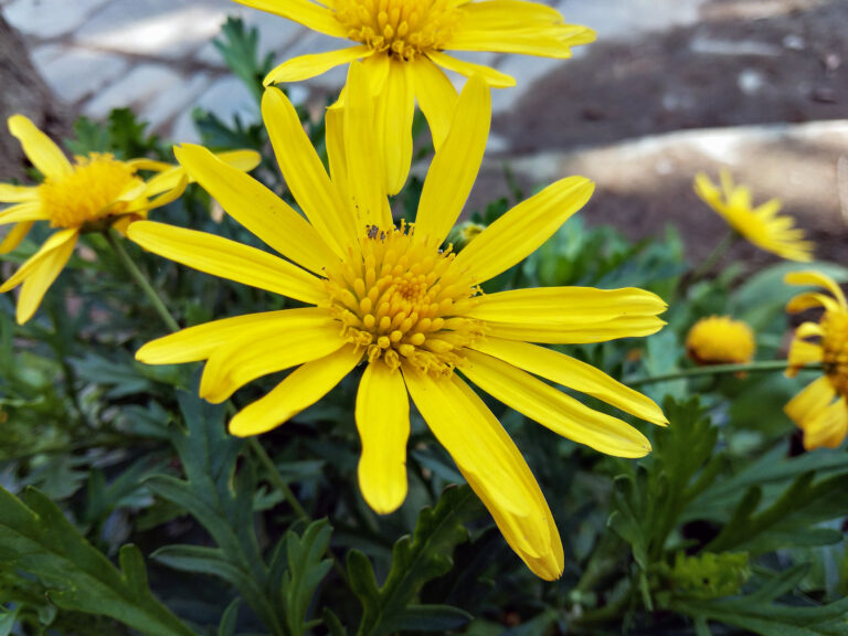 How to Grow Euryops