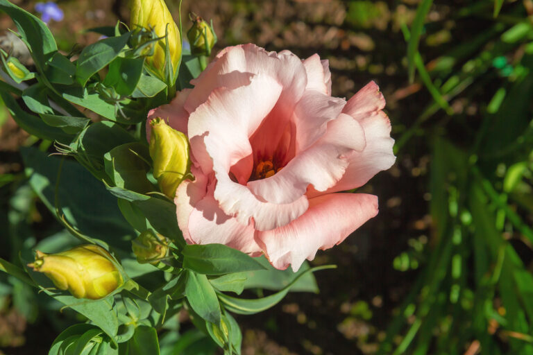How to Grow Lisianthus – Eustoma