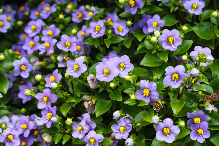 How to Grow Persian Violet — Exacum