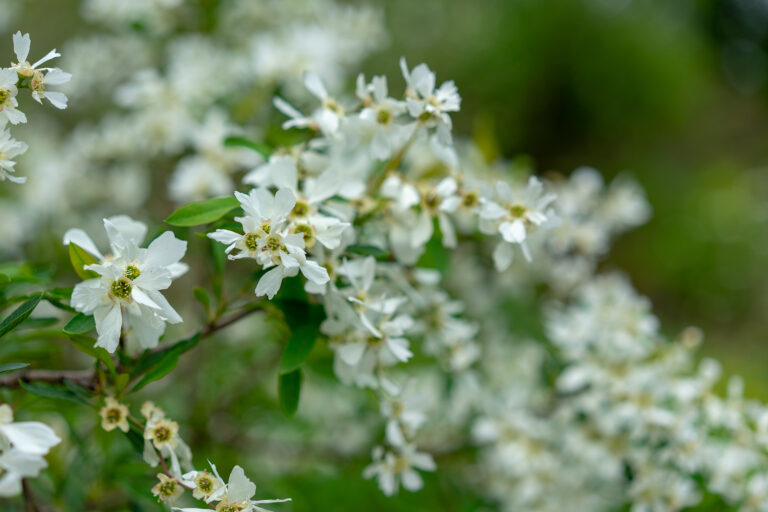 How to Grow Exochorda – Pearlbush