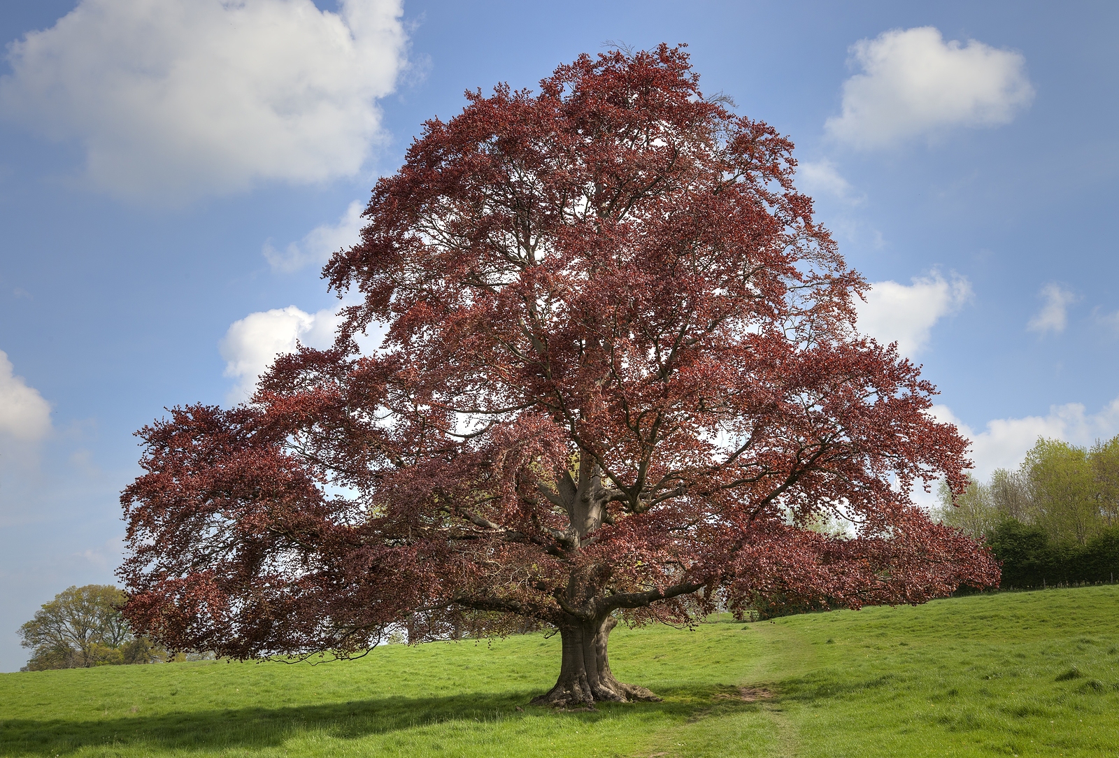 How To Grow European Beech Fagus