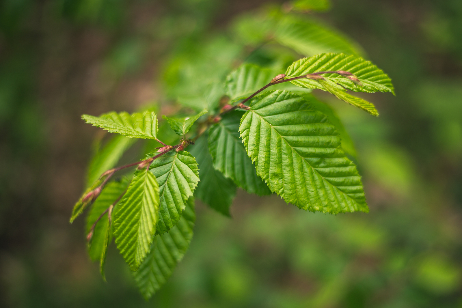 Fagus beech