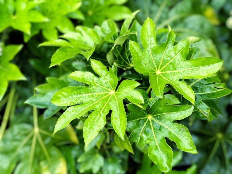 How to Grow Japanese Aralia — Fatsia
