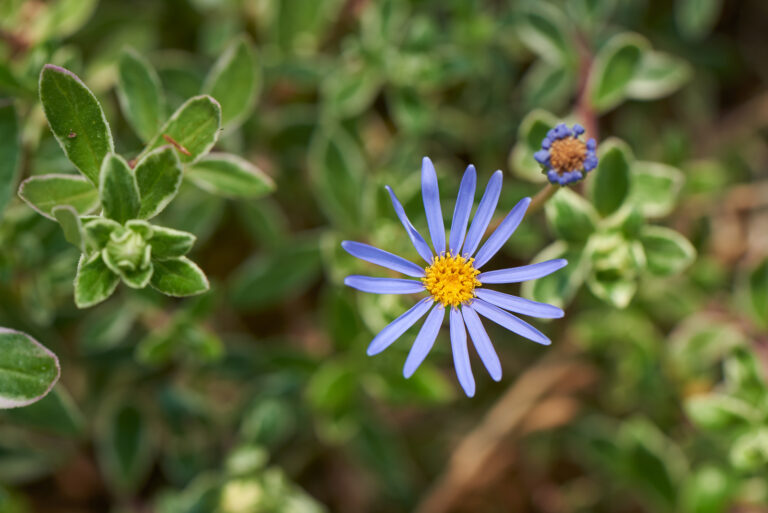 How to Grow Blue Marguerite — Felicia