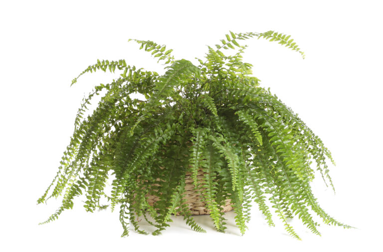 How to Grow Ferns