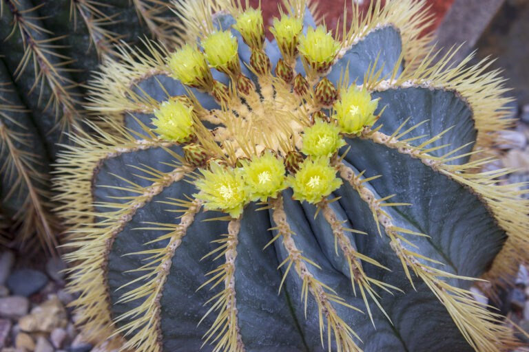 How to Grow Ferocactus – Barrel Cactus