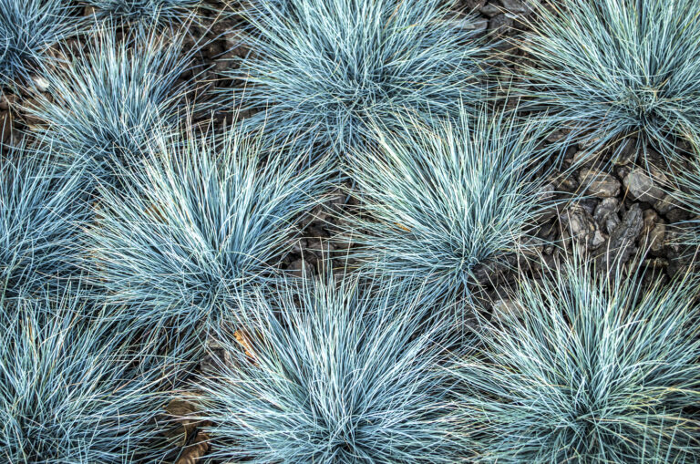 How to Grow Fescue – Festuca