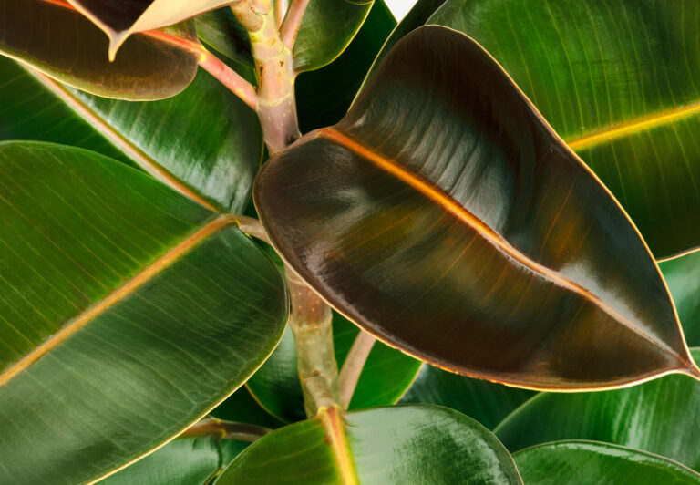 How to Grow Ficus – Indoor Figs