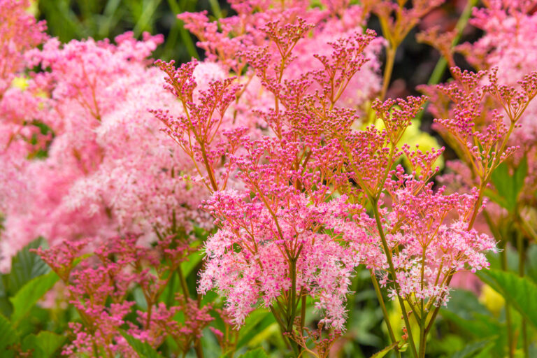 How to Grow Queen-of-the-Prairie — Filipendula