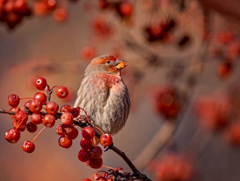 45 Plants that Provide Food for Songbirds 