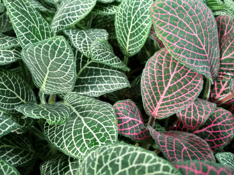 How to Grow  Nerve Plant — Fittonia