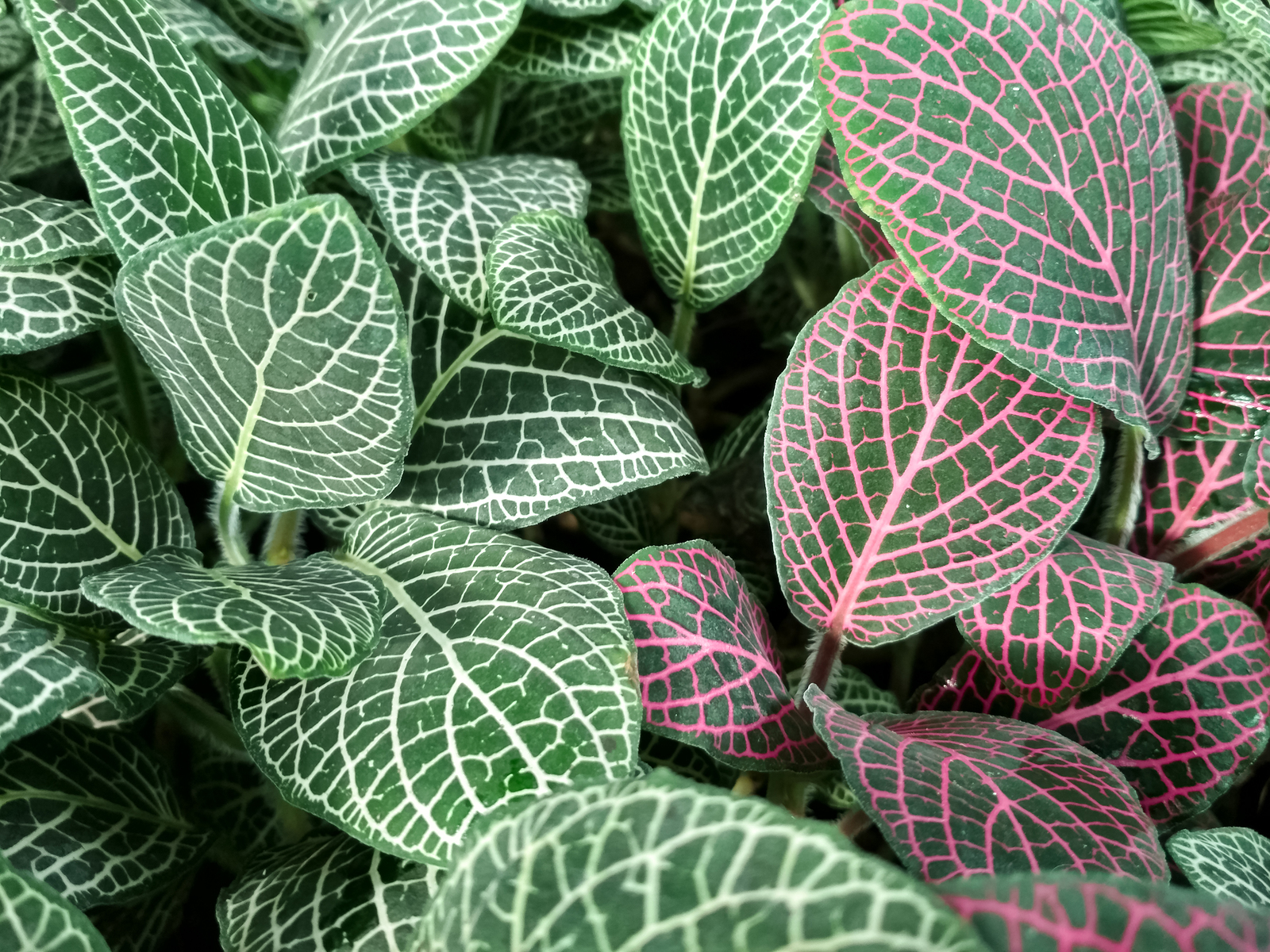 How to Grow Fittonia - Nerve Plant