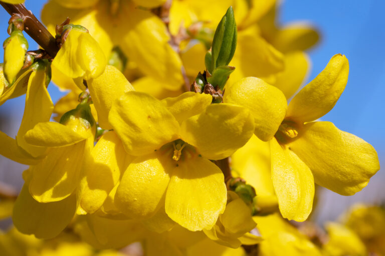 How to Grow and Care for Forsythia