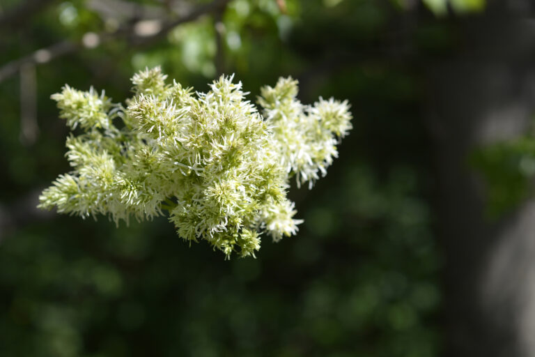 How to Grow Flowering Ash – Fraxinus