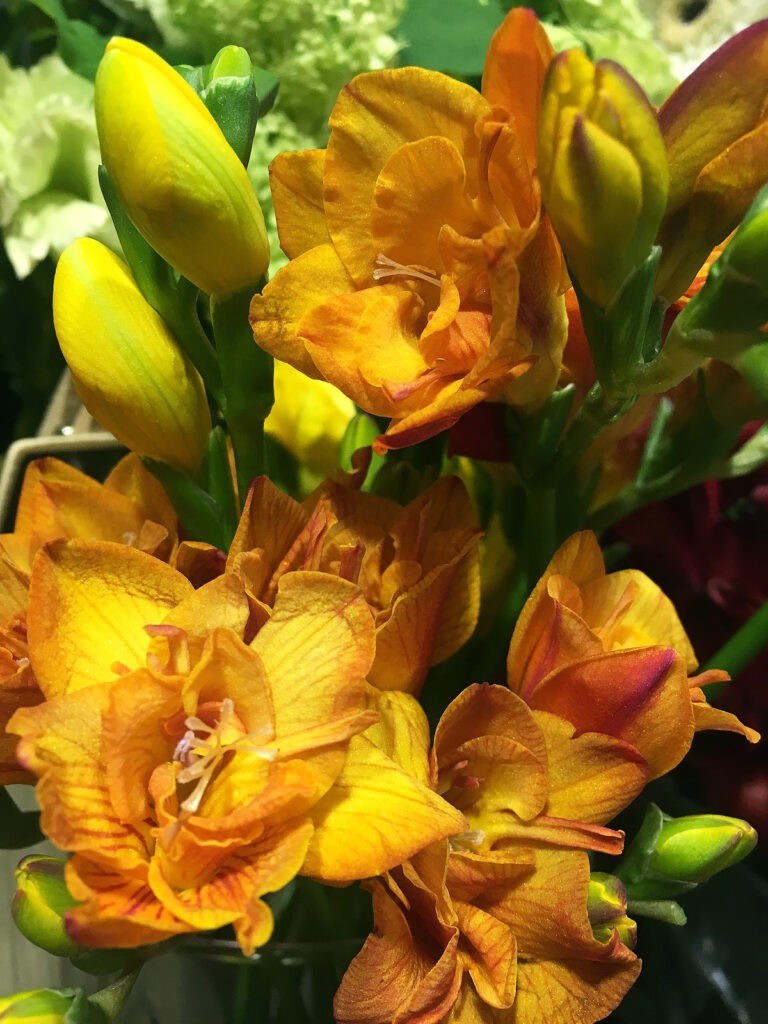 Red and yellow freesia flowers