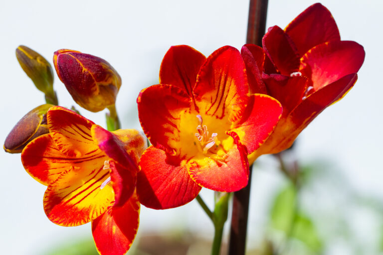 How to Grow and Care for Freesia